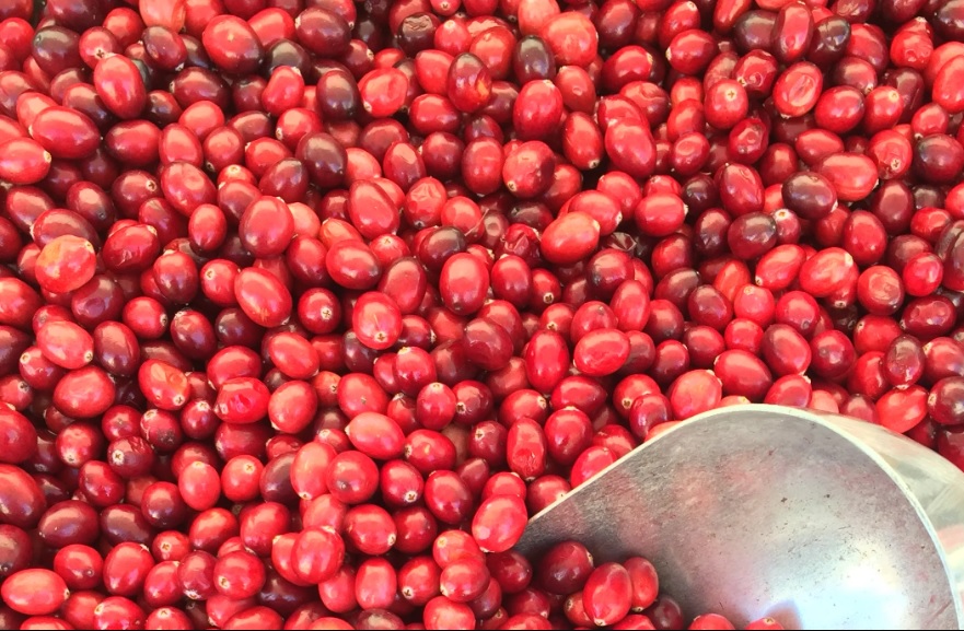 cranberries fresh