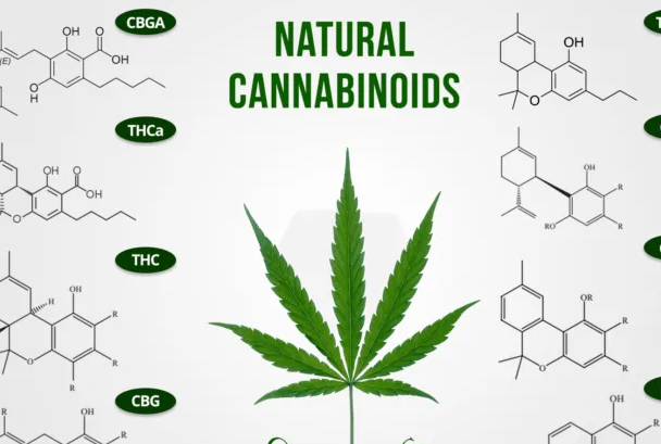 types of cannabinoids